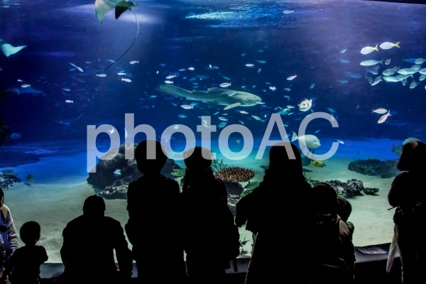 【水族館・サンシャイン水族館】水槽・魚 【水族館・サンシャイン水族館】水槽・魚の写真