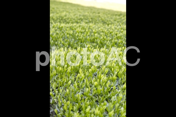 新茶の季節 新茶の季節の写真