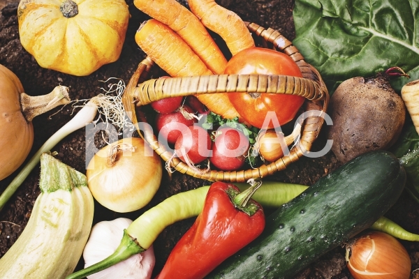 野菜たち24 野菜たち24の写真