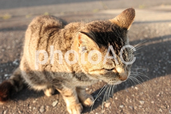 ひげ沢山ネコ No 写真素材なら 写真ac 無料 フリー ダウンロードok