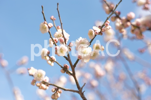 満開の白梅と蕾 春の空 満開の白梅と蕾 春の空の写真