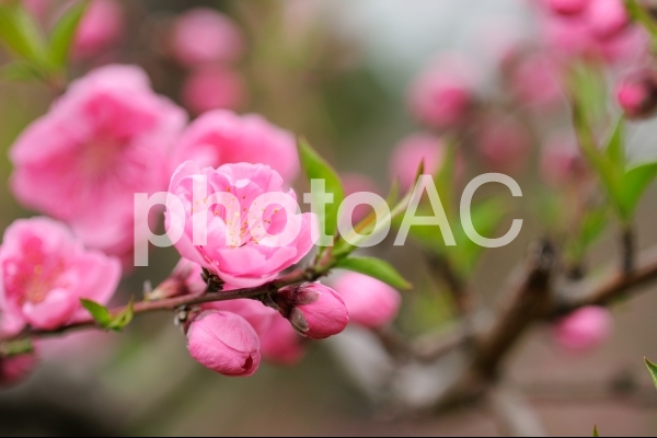 桃の花_3 桃の花_3の写真