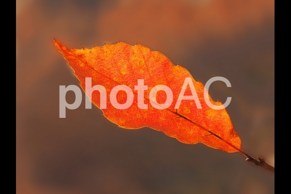 風景 枝に残った紅葉 02 風景 枝に残った紅葉 02の写真