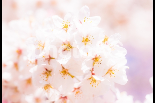 桜 さくら 桜 さくらの写真
