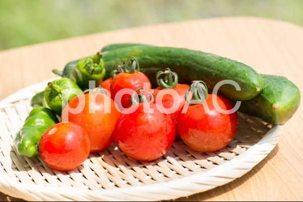 夏野菜 夏野菜の写真