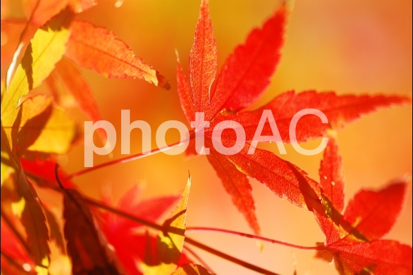 植物 紅葉 植物 紅葉の写真