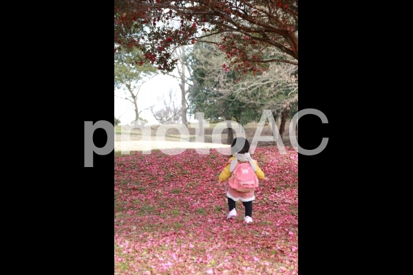 山茶花の絨毯 山茶花の絨毯の写真