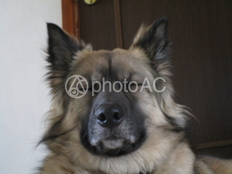 不機嫌な犬 No 1070685 写真素材なら 写真ac 無料 フリー ダウンロードok