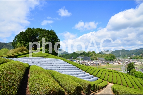和束の茶畑7 和束の茶畑7の写真