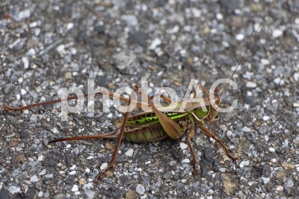 キリギリス No 写真素材なら 写真ac 無料 フリー ダウンロードok