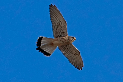 ハヤブサの写真素材｜写真素材なら「写真AC」無料（フリー）ダウンロードOK