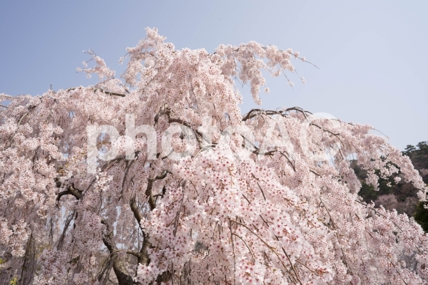 しだれ桜 しだれ桜の写真