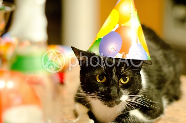 帽子をかぶった猫3 帽子をかぶった猫3の写真