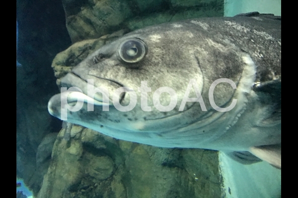 死ん だ 魚の よう な 目