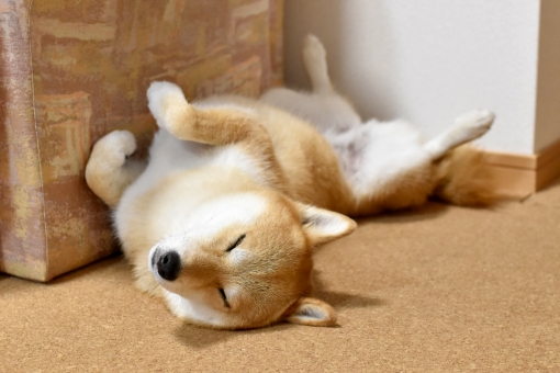 柴犬・睡眠・ヘソ天