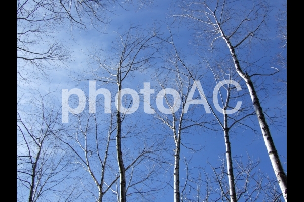 白樺と冬の青空 No 写真素材なら 写真ac 無料 フリー ダウンロードok