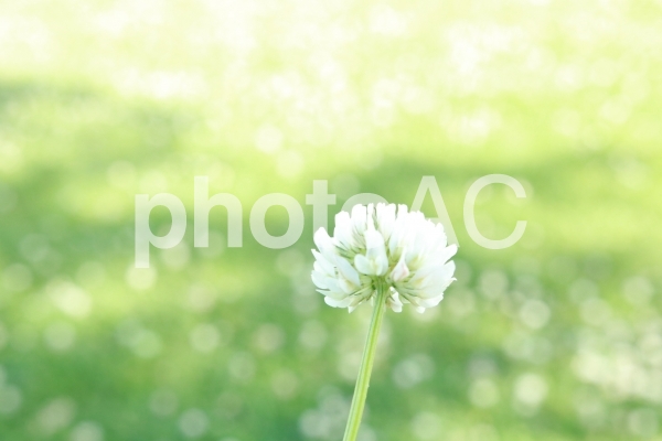 しろつめ草 シロツメクサ しろつめくさ キラキラ しろつめ草 シロツメクサ しろつめくさ キラキラの写真