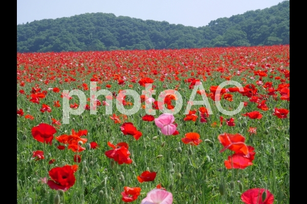 天空のポピー畑3 天空のポピー畑3の写真