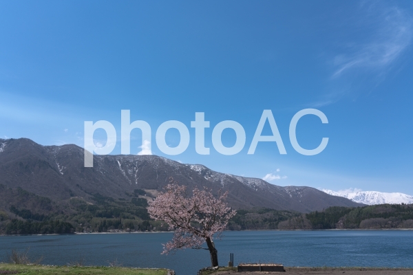 青木湖の桜 青木湖の桜の写真