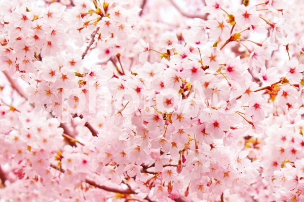 桜 桜の写真