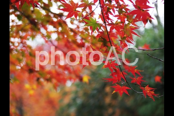 紅葉 紅葉の写真