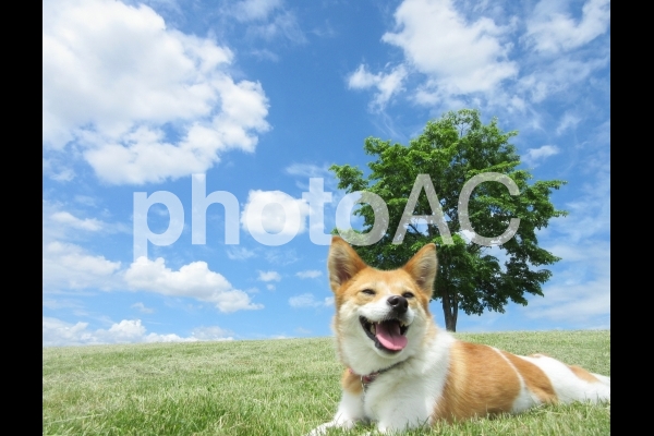 青空と丘の上の犬 青空と丘の上の犬の写真