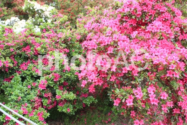 満開のつつじ 満開のつつじの写真