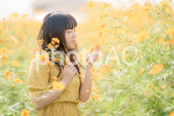 女性とキバナコスモス 女性とキバナコスモスの写真