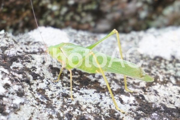 ツユムシのなかま 岩の上 ツユムシのなかま 岩の上の写真