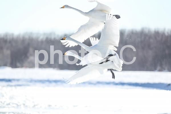 白鳥 白鳥の写真