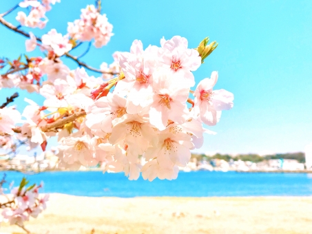 桜の壁紙の写真素材 写真素材なら 写真ac 無料 フリー ダウンロードok