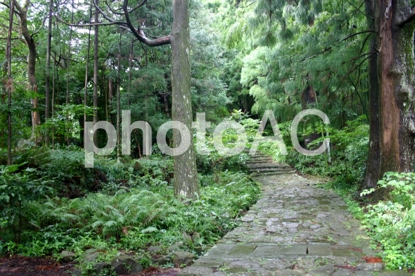 熊野古道 熊野古道の写真