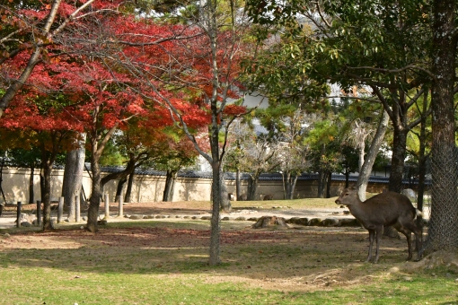 「ac 写真 秋の奈良公園」の画像検索結果