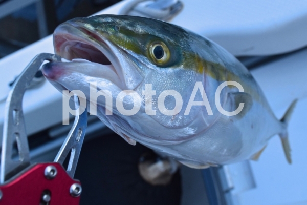 【魚・釣り】ブリ 【魚・釣り】ブリの写真