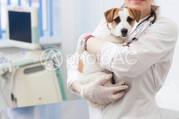獣医と犬40 獣医と犬40の写真