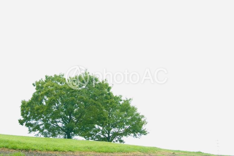 丘の上の大木 No 写真素材なら 写真ac 無料 フリー ダウンロードok