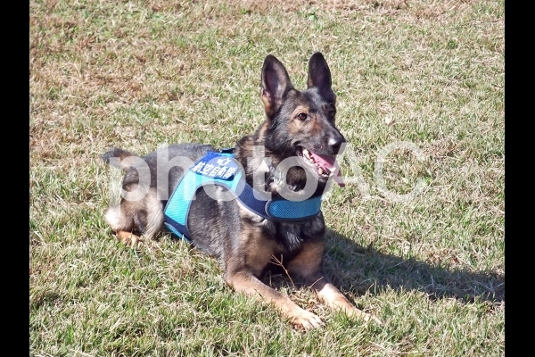 賢い軍用犬 賢い軍用犬の写真