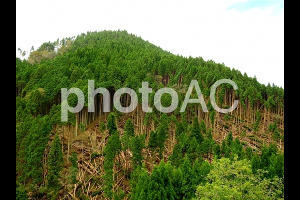 近畿の山林の台風被害(平成30年台風21号) 近畿の山林の台風被害(平成30年台風21号)の写真