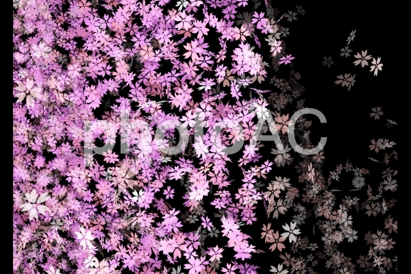 桜の背景 桜の背景の写真