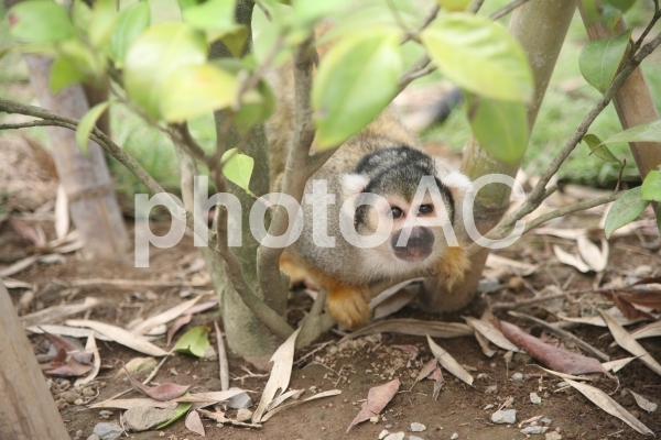 コモンリスザル コモンリスザルの写真