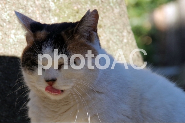 舌なめずりする猫 No 写真素材なら 写真ac 無料 フリー ダウンロードok