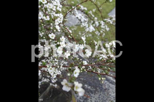 ユキヤナギ ユキヤナギの写真