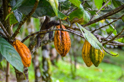 ãã«ã«ãª ããªã¼ãacãã®ç»åæ¤ç´¢çµæ