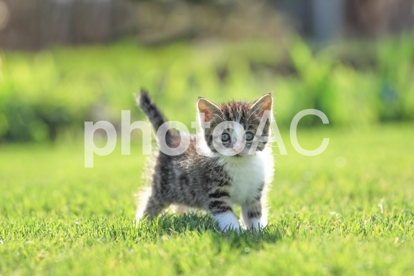 子猫 子猫の写真