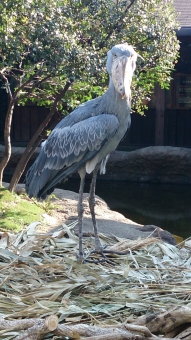 神戸花鳥園のハシビロコウ