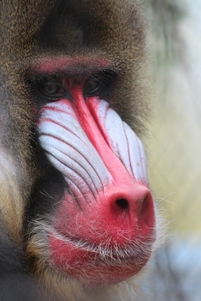 マンドリルの写真素材 写真素材なら 写真ac 無料 フリー ダウンロードok