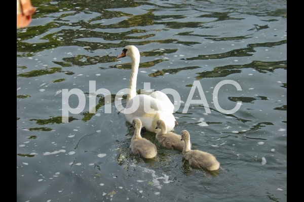 池を泳ぐ白鳥の親子 池を泳ぐ白鳥の親子の写真