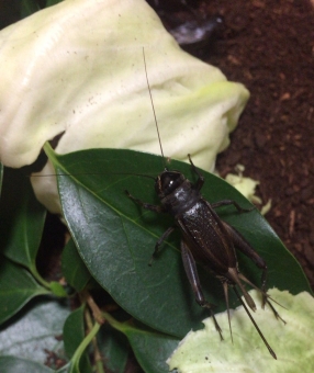 こおろぎ に関する写真 写真素材なら 写真ac 無料 フリー ダウンロードok こおろぎ に関する写真 写真素材なら 写真ac 無料 フリー ダウンロードok