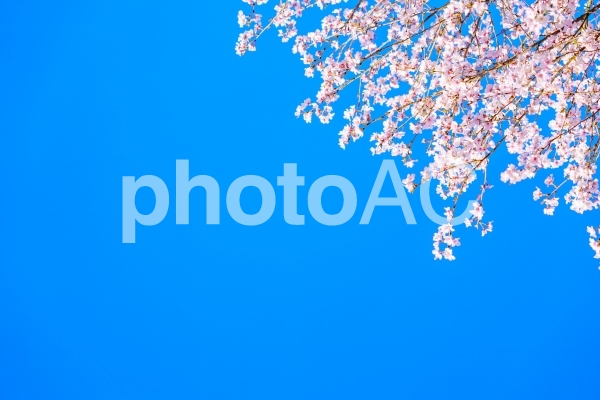 桜と青空 桜と青空の写真