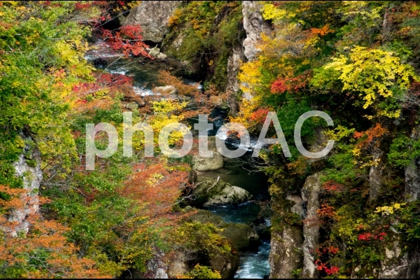 鳴子の紅葉 鳴子の紅葉の写真